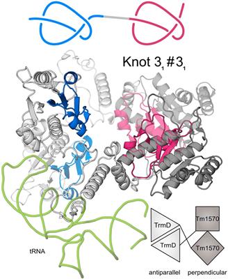 Are there double knots in proteins? Prediction and in vitro verification based on TrmD-Tm1570 fusion from C. nitroreducens